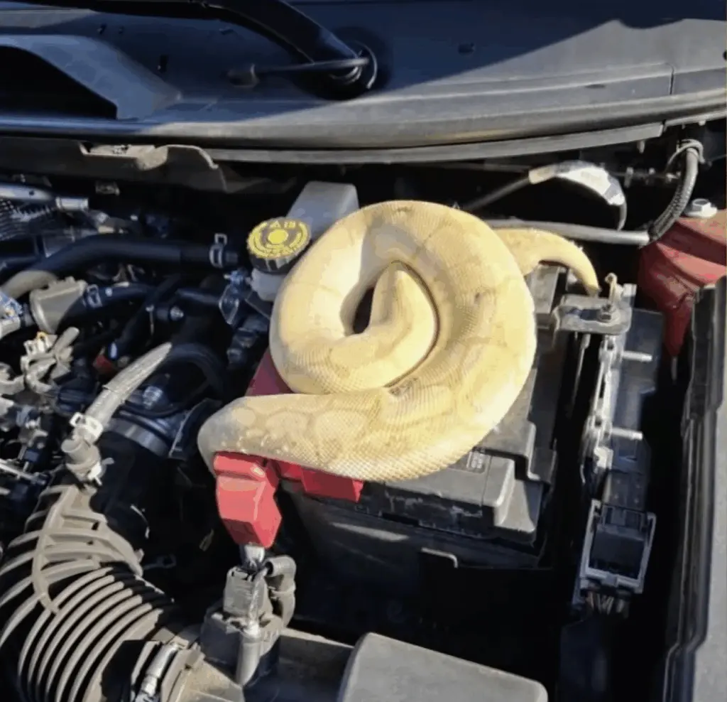 VIDEO: Man finds exotic python in SUV engine in Tennessee