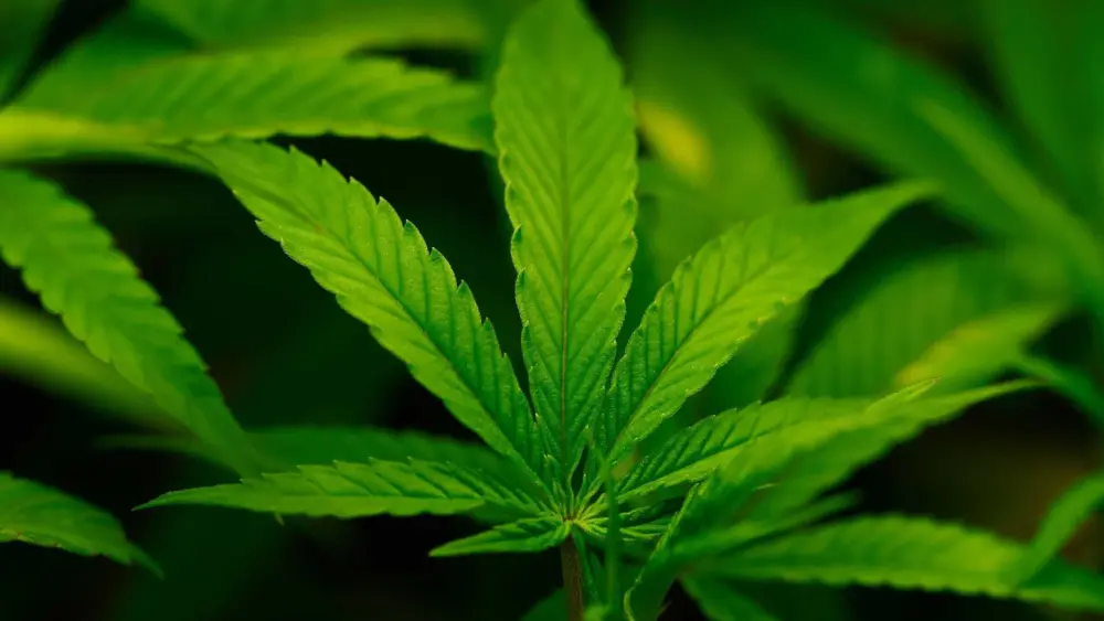 White House is considering reclassifying marijuana to ease restrictions on the drug