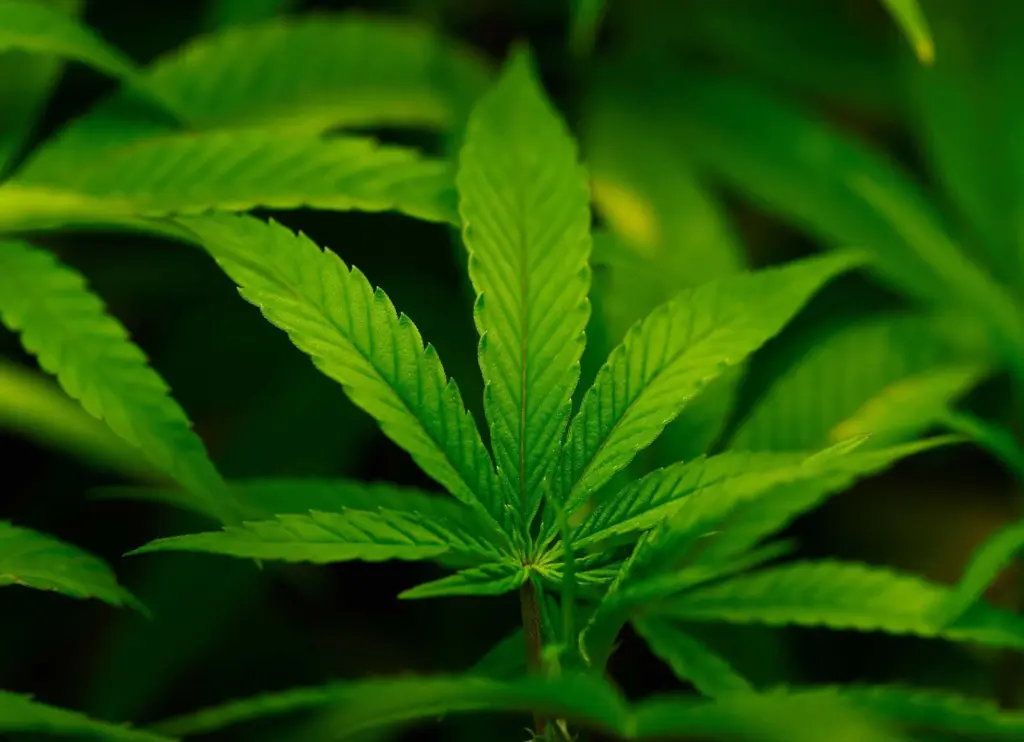 White House is considering reclassifying marijuana to ease restrictions on the drug