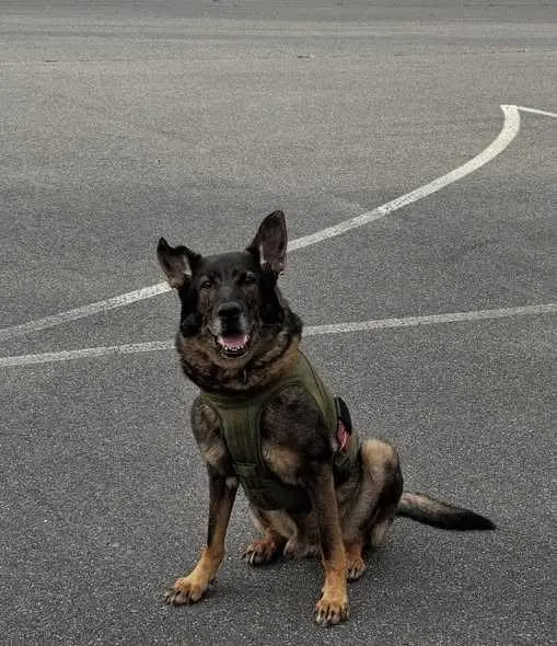 Police dog tracks down missing woman with dementia, found lying in a snowbank