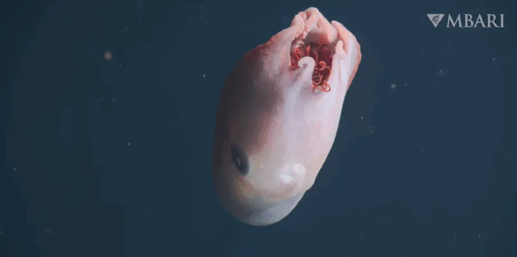 Giant, rare 7-armed sea creature spotted off California coast