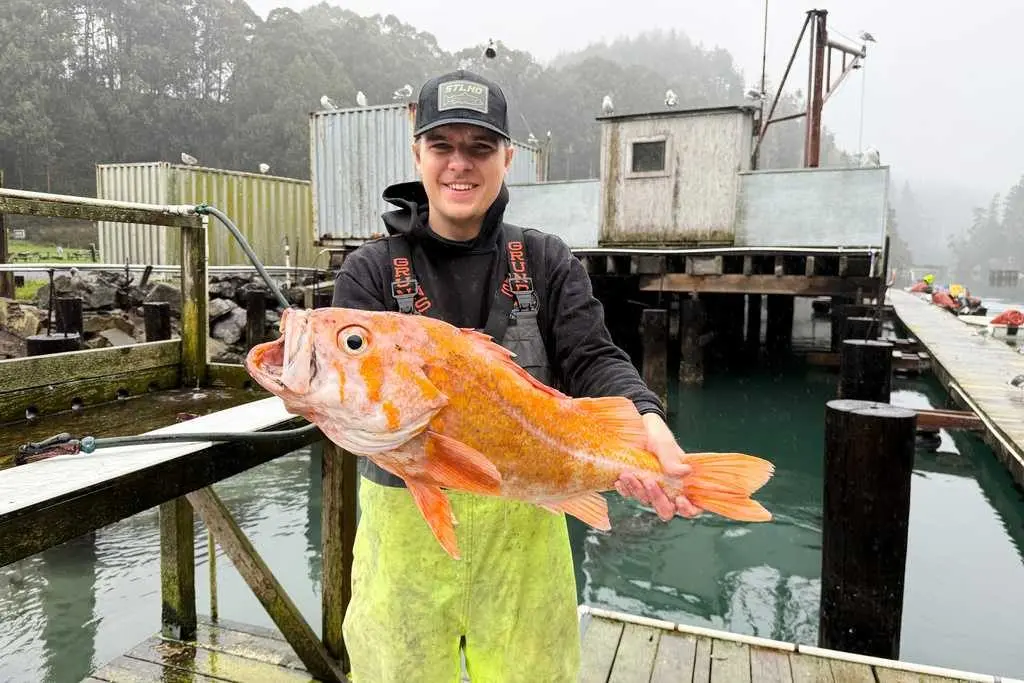 A fisherman may have broken state and world records by catching a 10.25-pound canary rockfish