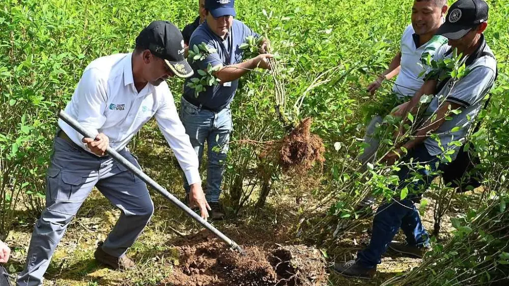 Colombia will use drones to destroy coca crops amid record cocaine production