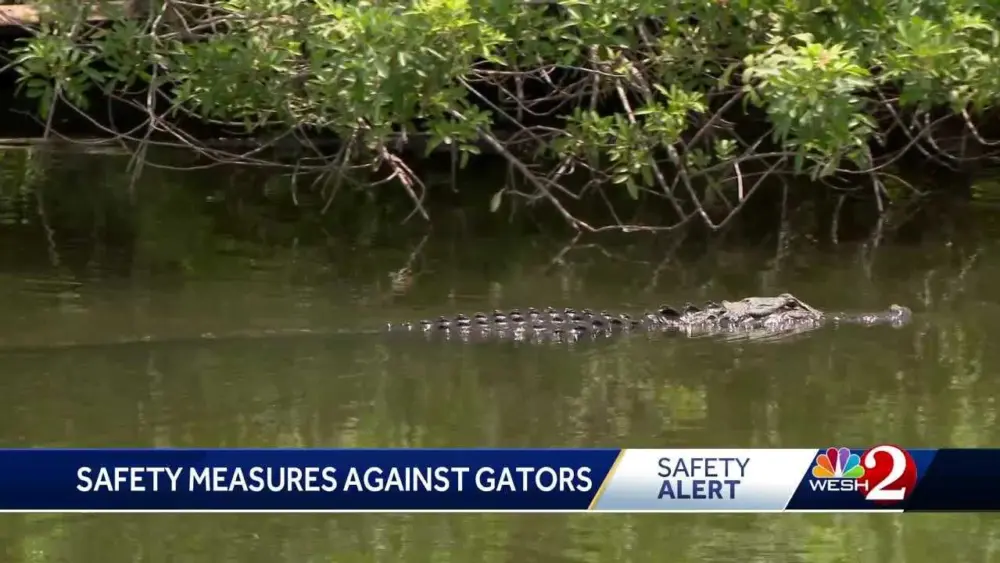 Alligator rescues, attacks and encounters | 2025 roundup