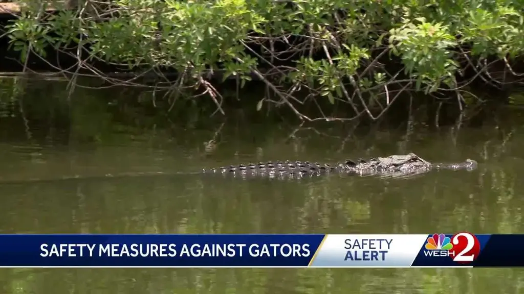 Alligator rescues, attacks and encounters | 2025 roundup