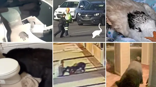 Wild animal encounters of 2025: Swans on the run, gator attacks and raccoon raids