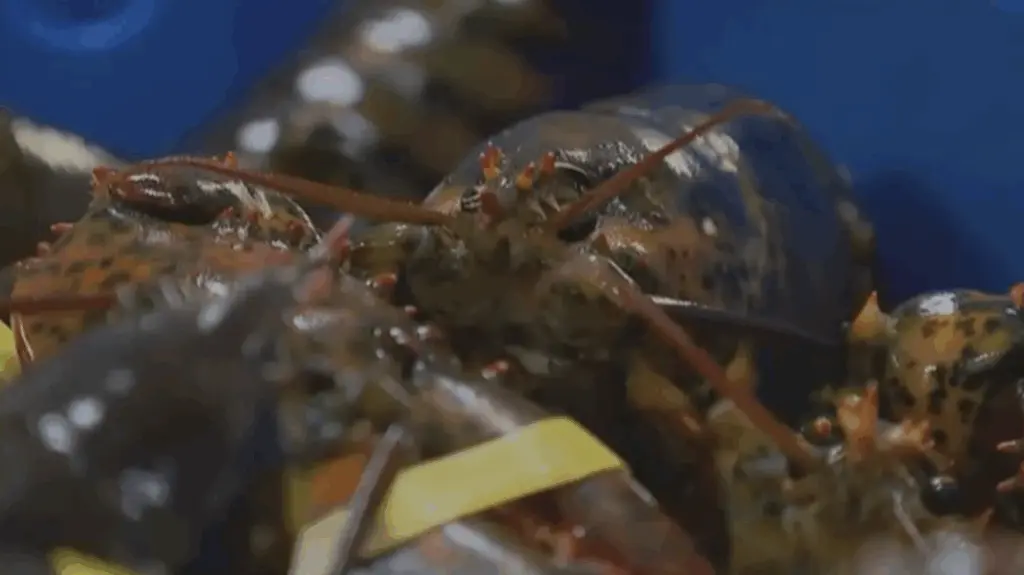 $400,000 worth of live lobsters stolen from shipping facility in Massachusetts