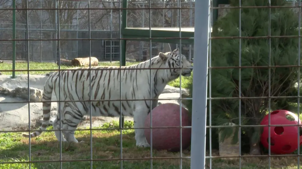Wildlife refuge repurposes Christmas trees for tigers and lions