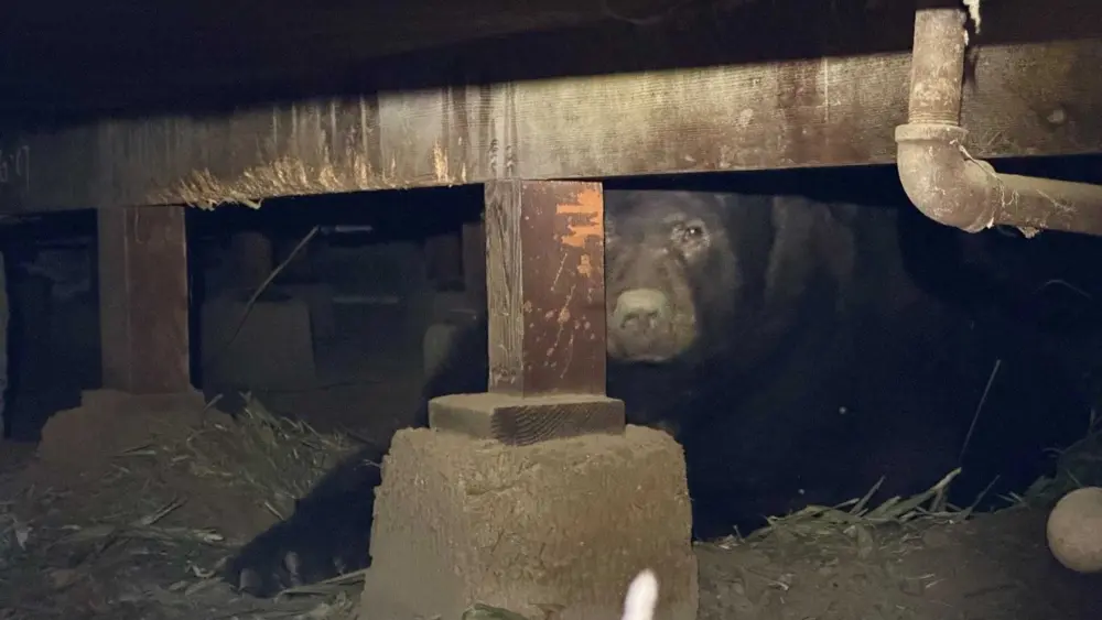 California man says bear refuses to leave home