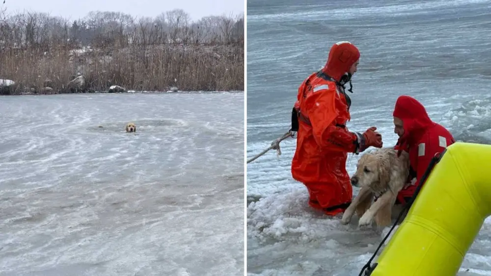 Watch: Dog saved after falling into icy New England pond