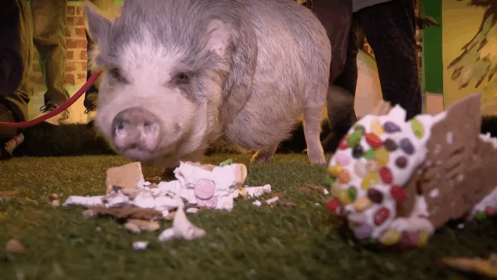 Rescue pigs help demolish museum's massive gingerbread display
