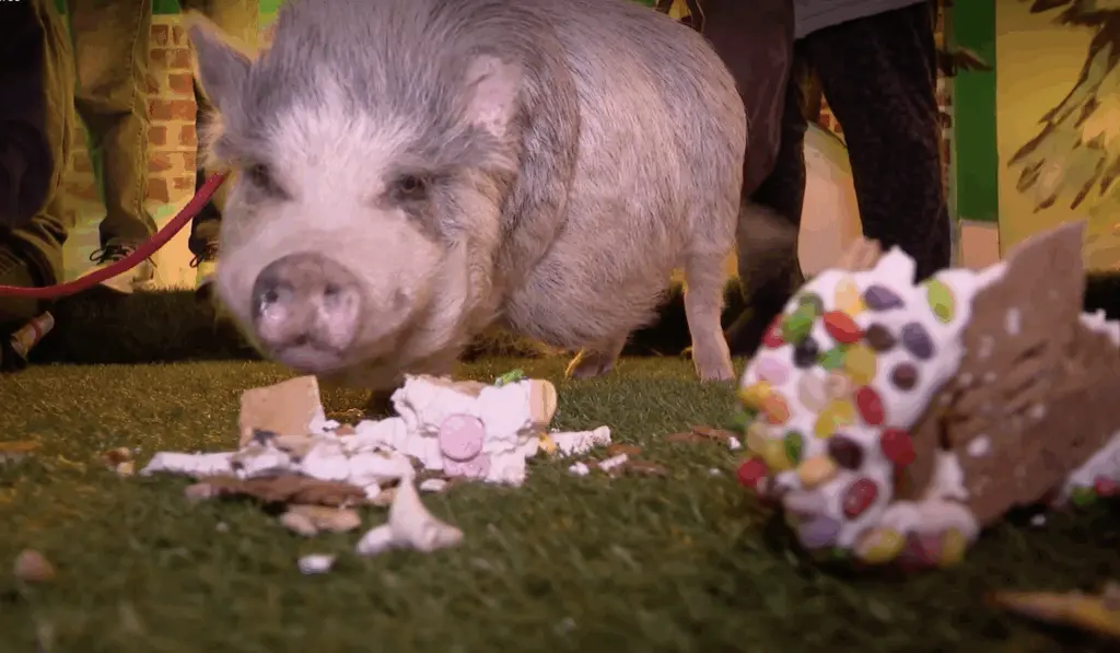 Rescue pigs help demolish museum's massive gingerbread display