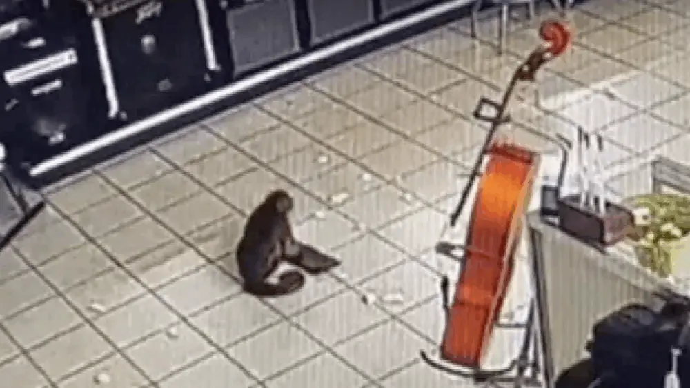 VIDEO: Monkey wreaks havoc after breaking into Tennessee pawn shop