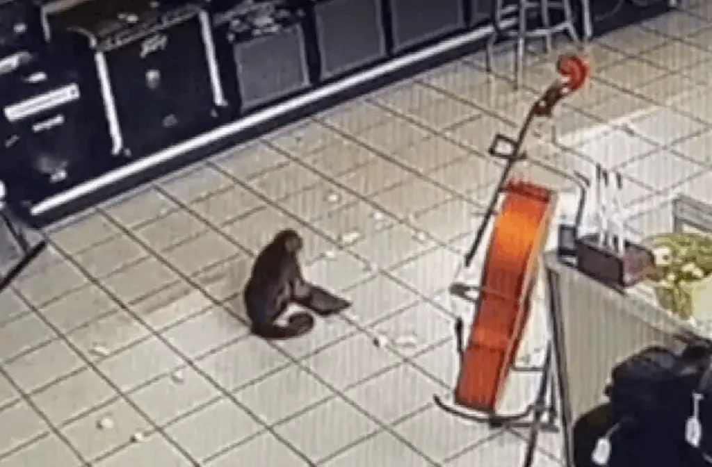 VIDEO: Monkey wreaks havoc after breaking into Tennessee pawn shop