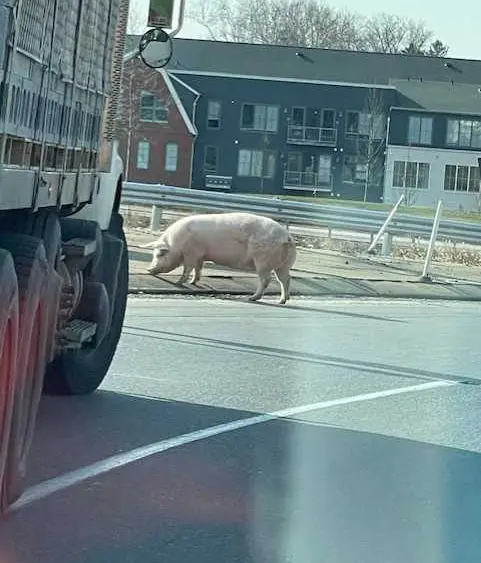 CUTE VIDEO: Pig escapes onto a Pennsylvania highway, rescued by good Samaritans