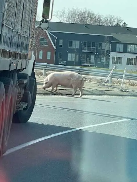 CUTE VIDEO: Pig escapes onto a Pennsylvania highway, rescued by good Samaritans