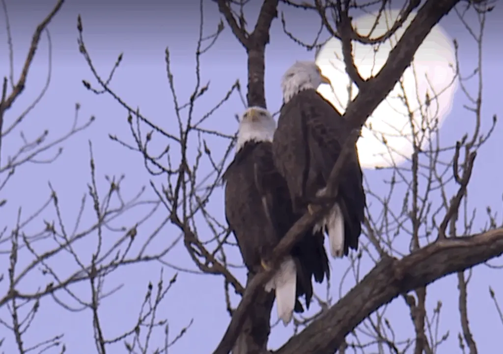 WATCH: More than 1,000 bald eagles converge at wildlife refuge
