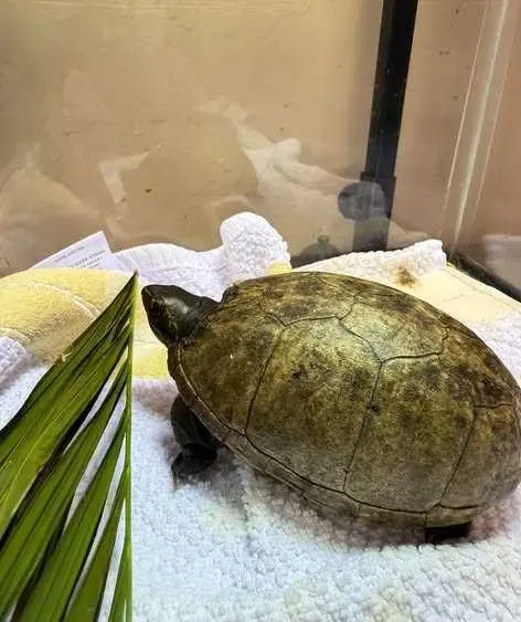 News We Love: Turtle with broken shell healing 6 months after rescue