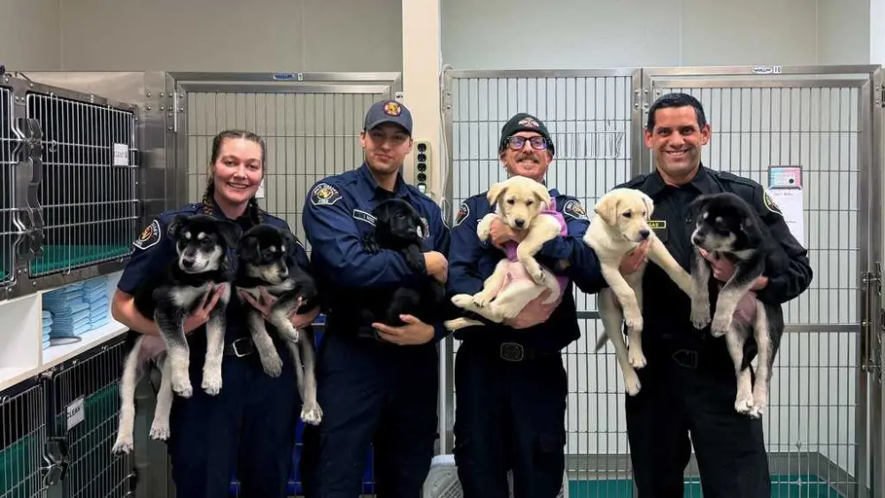 6 puppies saved from suspected fentanyl overdose to soon be up for adoption