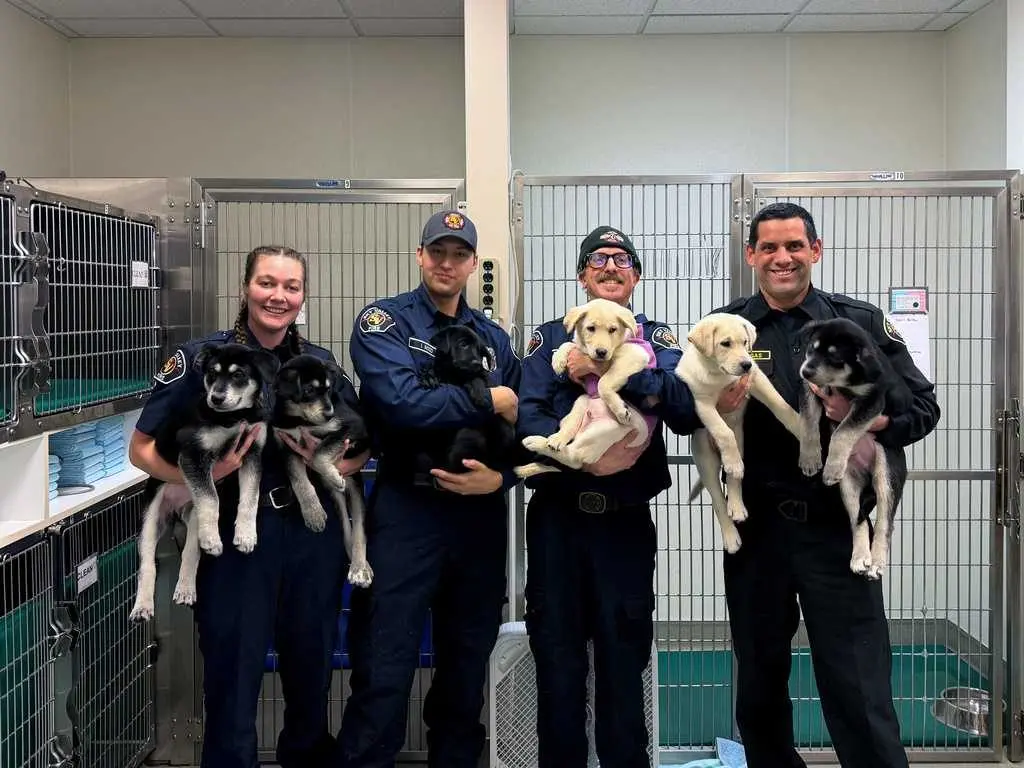 6 puppies saved from suspected fentanyl overdose to soon be up for adoption