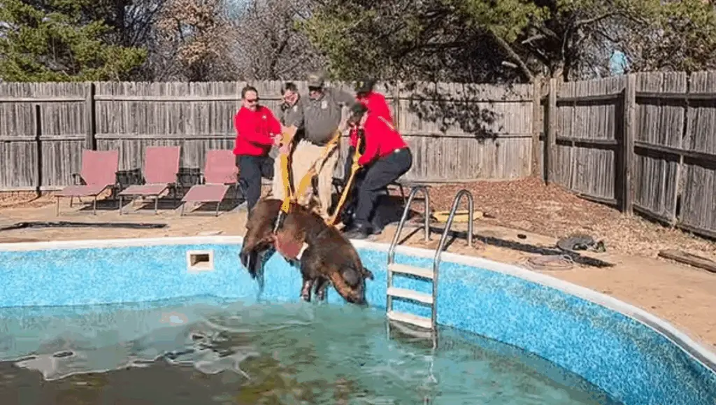 VIDEO: Rescuers hoist pig from pool after going for a swim