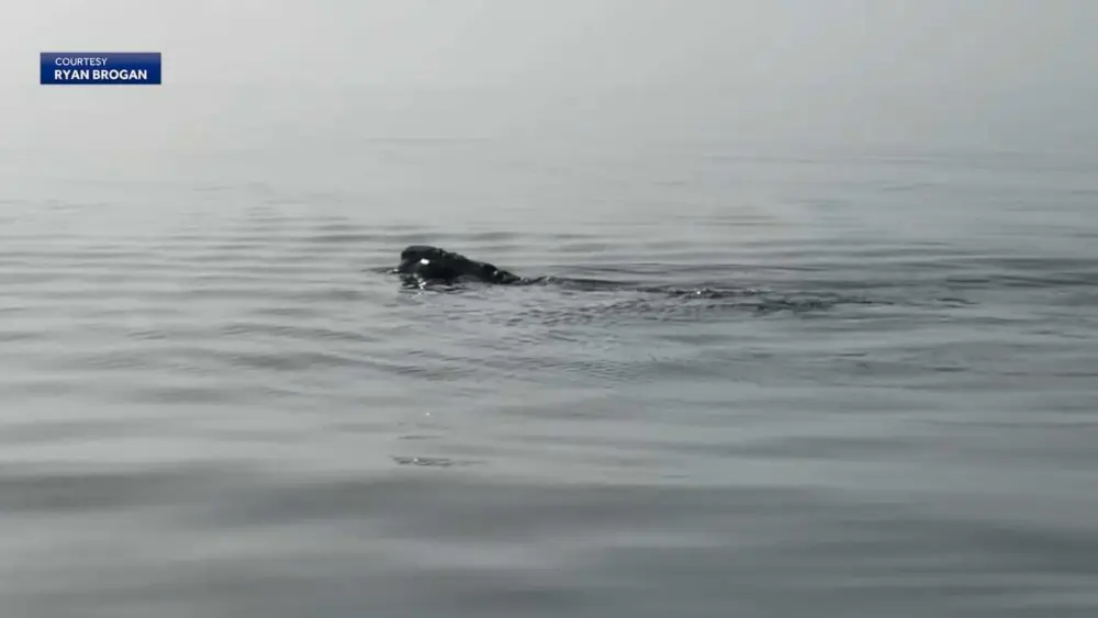VIDEO: North Atlantic Right Whales spotted off the coast of Hilton Head Island
