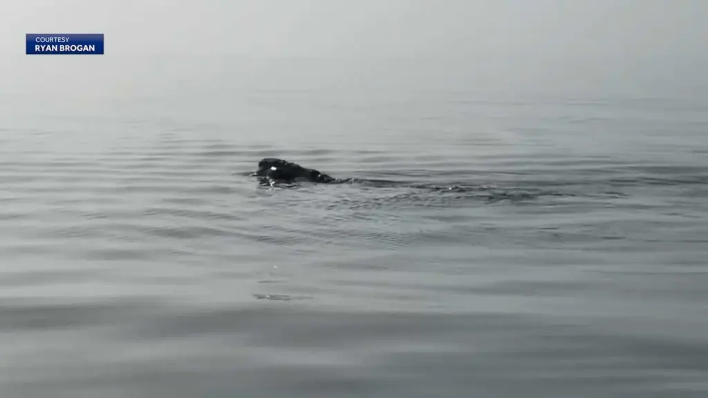 VIDEO: North Atlantic Right Whales spotted off the coast of Hilton Head Island