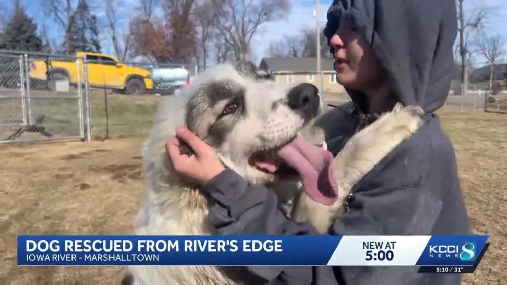 News We Love: 'Banks,' a dog pulled from a muddy Iowa river, may soon have a new home