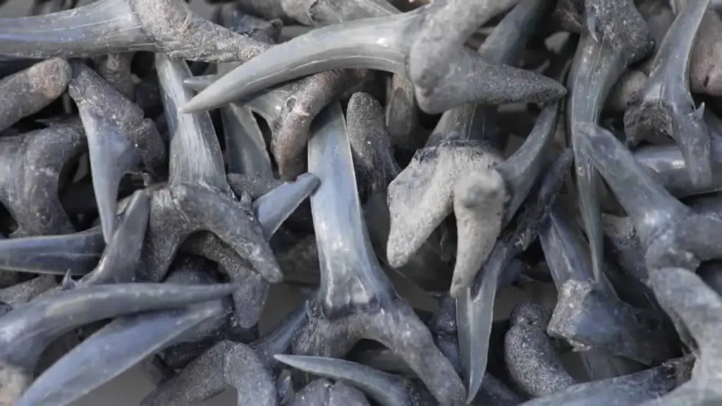 Sharks are famous for fearsome teeth, but ocean acidification could make them weaker