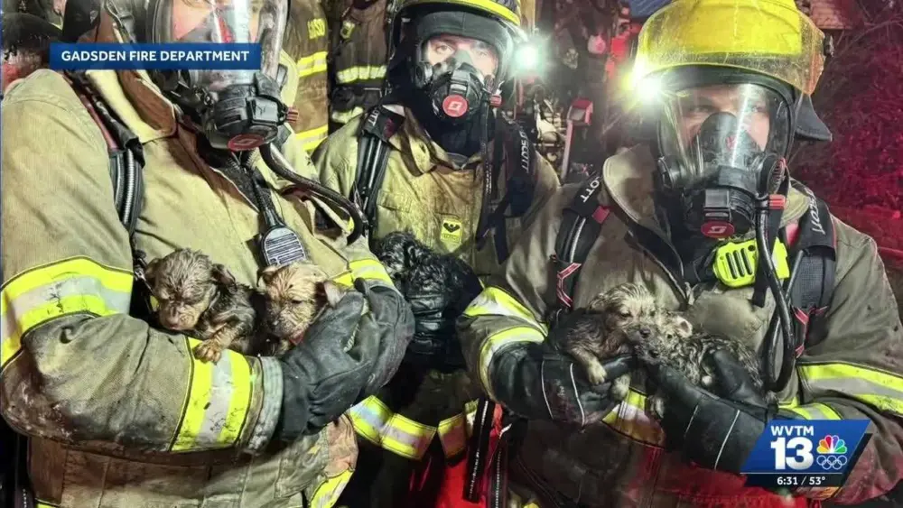 Firefighters save 6-week-old puppies from house fire