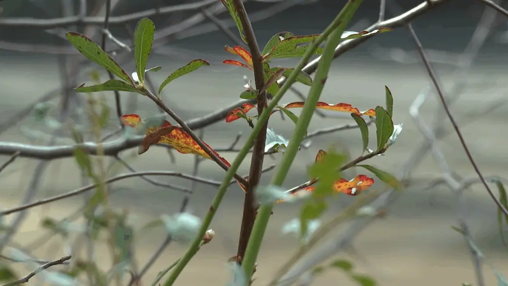 22-year-old Cornell grad launches Rincon nature conservancy