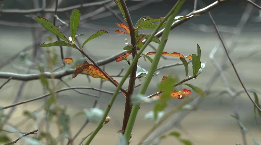 22-year-old Cornell grad launches Rincon nature conservancy