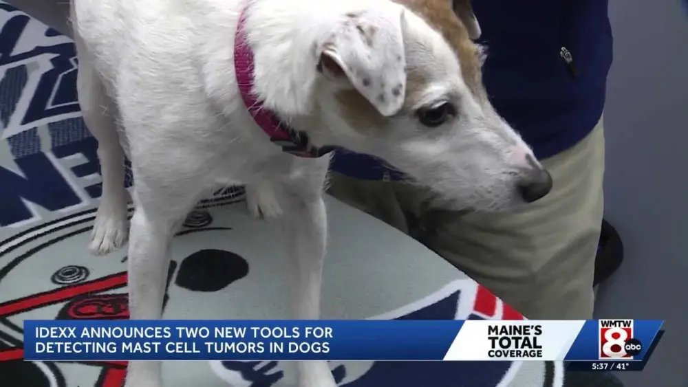 New testing from Maine-based company could help dogs live longer, more comfortable lives