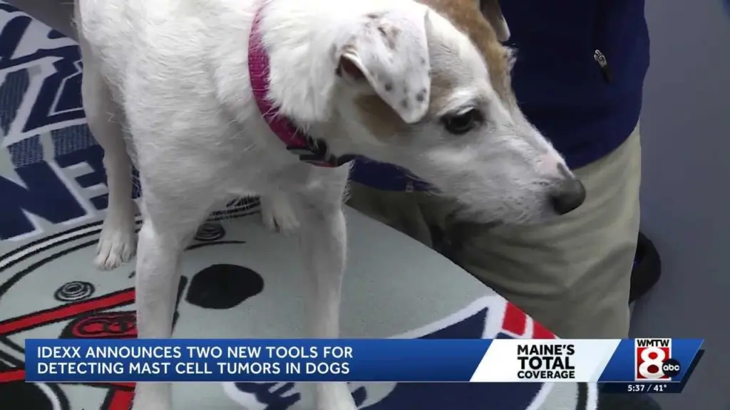 New testing from Maine-based company could help dogs live longer, more comfortable lives