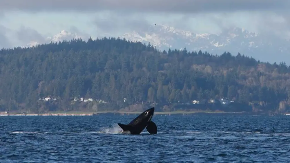 Orcas put on a show off Seattle