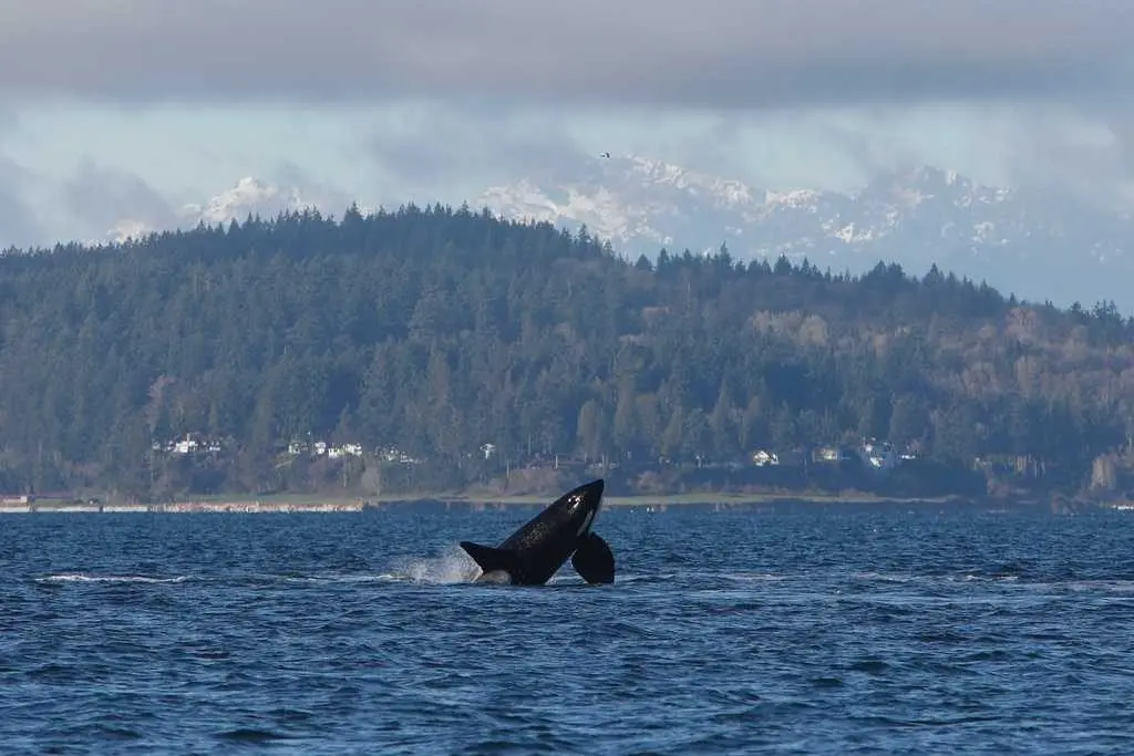 Orcas put on a show off Seattle