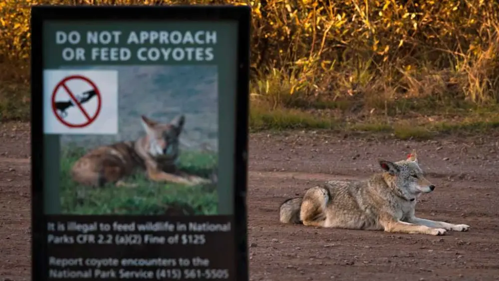 San Francisco coyote swims to Alcatraz for first time ever