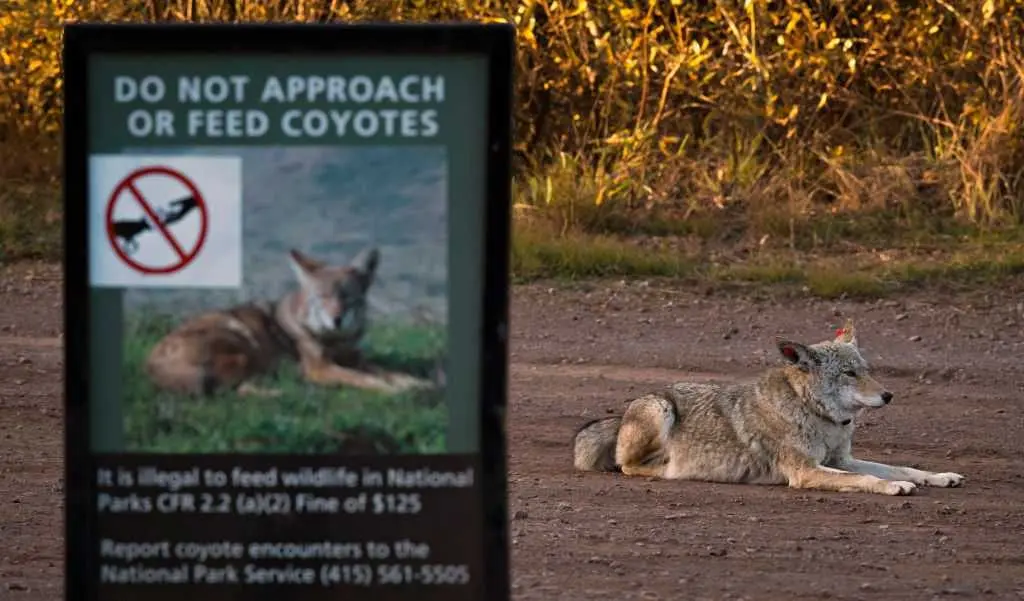 San Francisco coyote swims to Alcatraz for first time ever