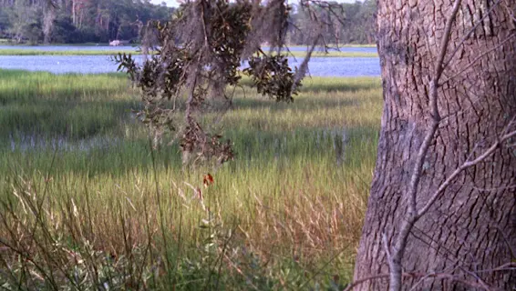 McIntosh County leaders respond after Sapelo Island zoning vote