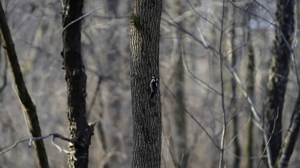 Winter weather: No, your trees aren't going to 'explode' during extreme cold