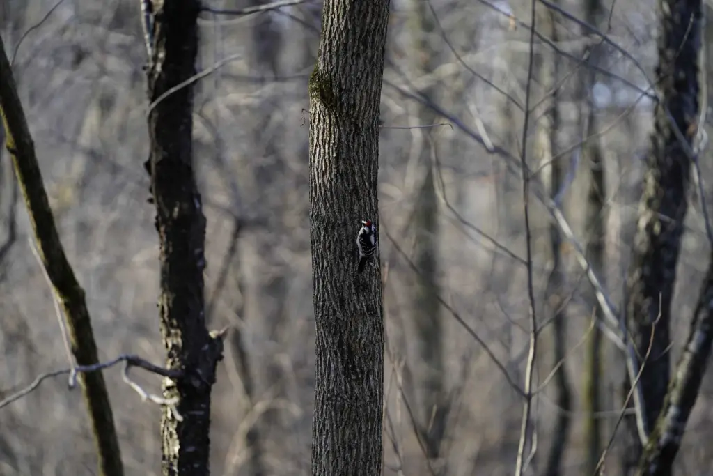 Winter weather: No, your trees aren't going to 'explode' during extreme cold