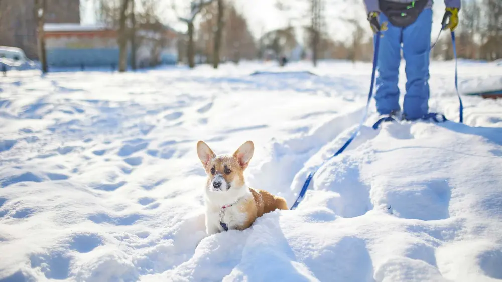 How to keep your pets safe when it's cold or during a winter storm