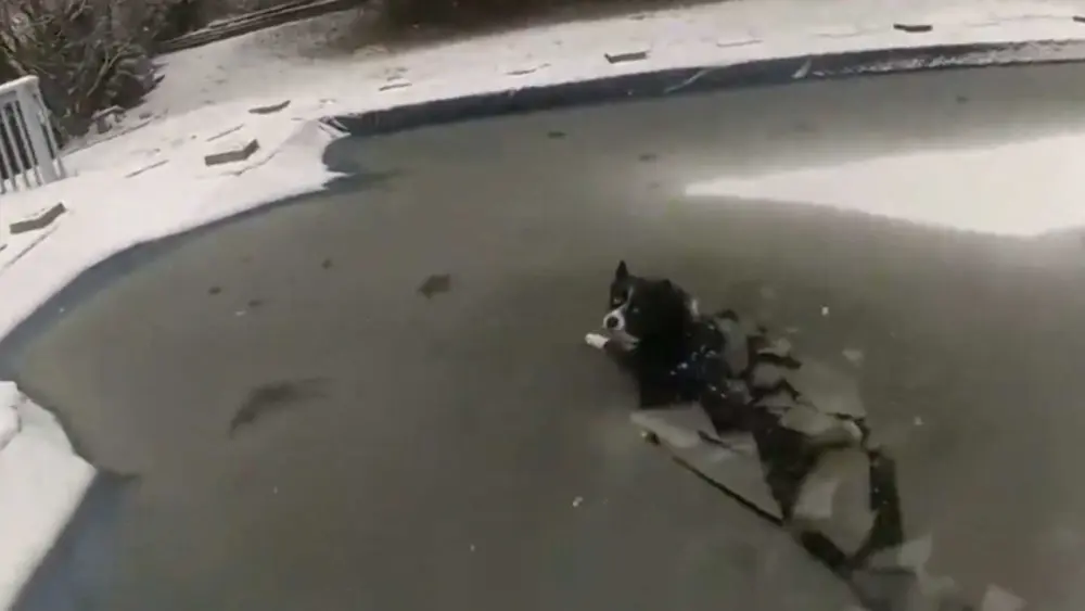 WATCH: Police rescue a dog from a partially frozen pool in Pennsylvania