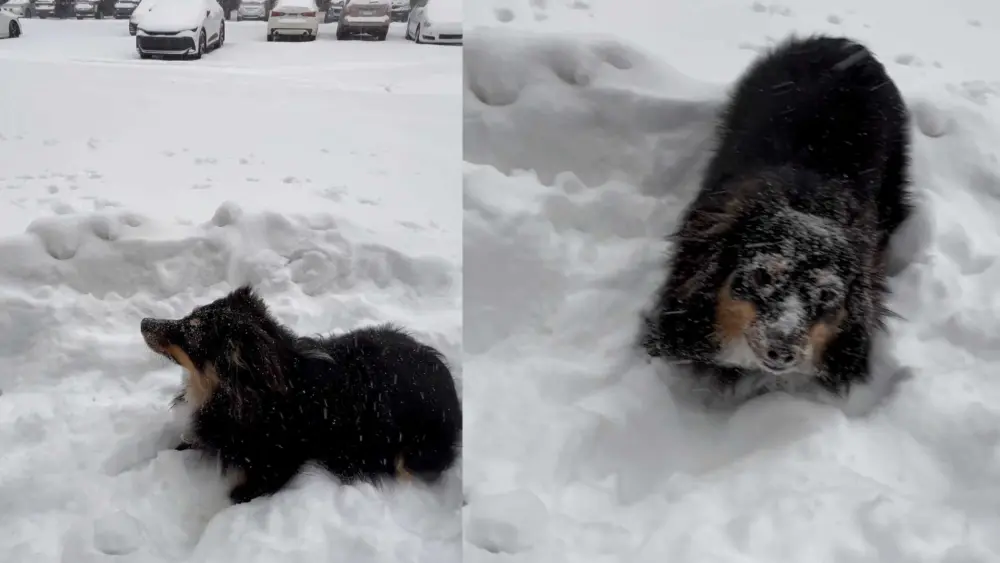 Puppy enjoys first ever snow day in Western Pennsylvania