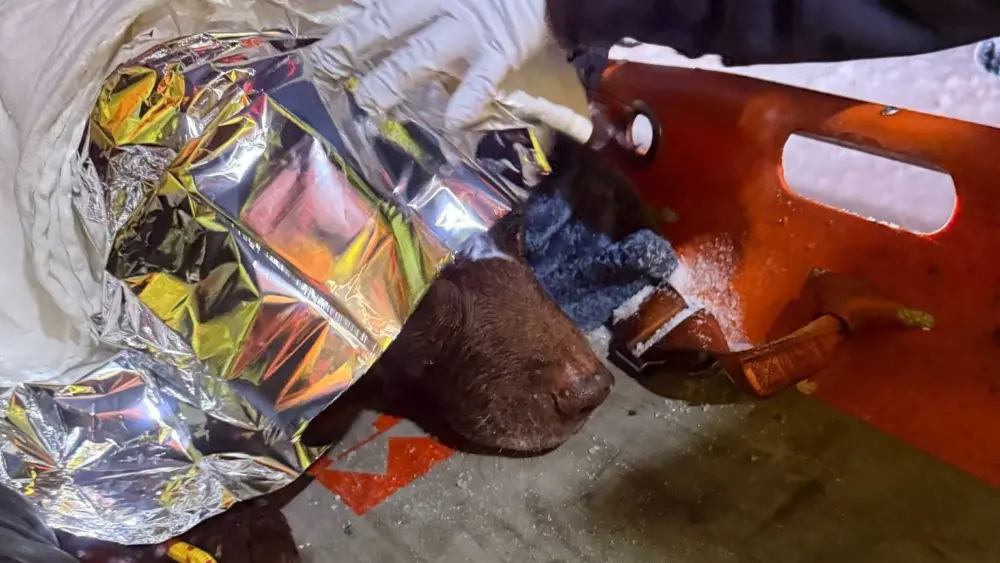 Crews rescue dog from frozen creek in Maryland