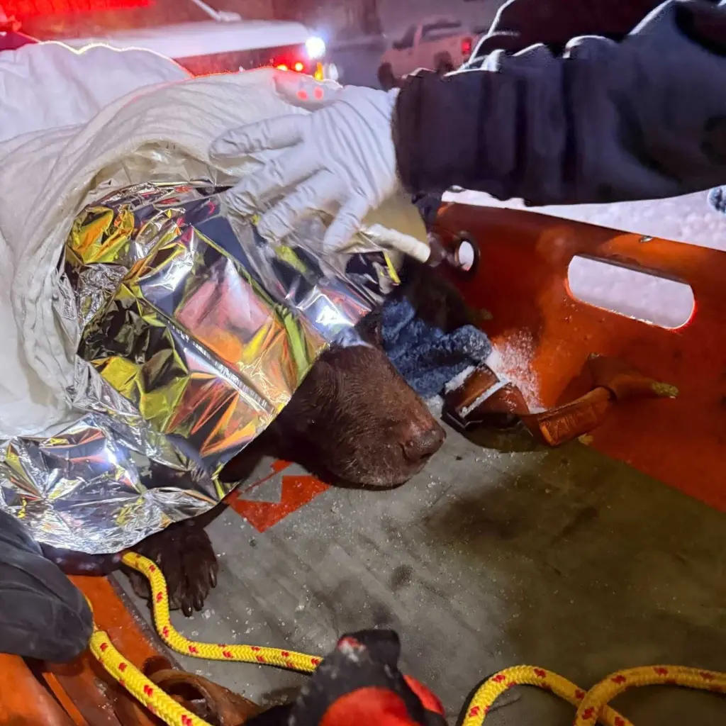 Crews rescue dog from frozen creek in Maryland