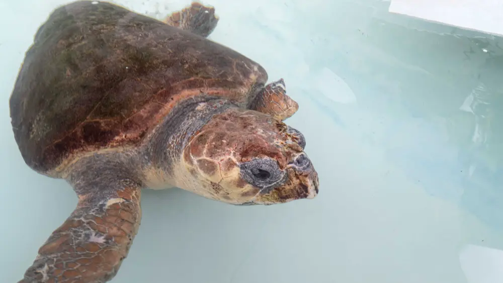 A sea turtle with 3 flippers swims free after Florida rehab