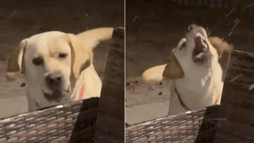 VIDEO: Georgia pup Murphy attacks flurries upon seeing snow for the first time