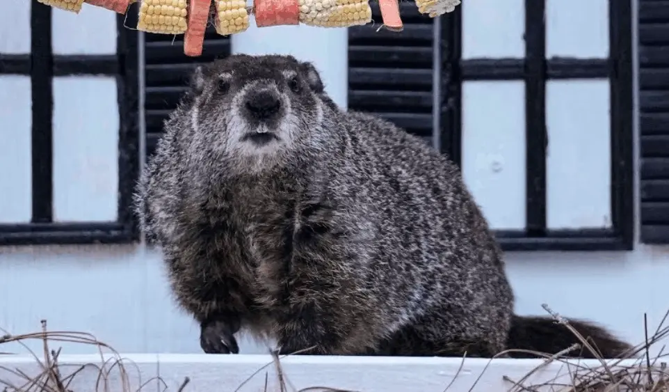 It's Groundhog Day!  Furry forecasting friends make predictions Monday morning