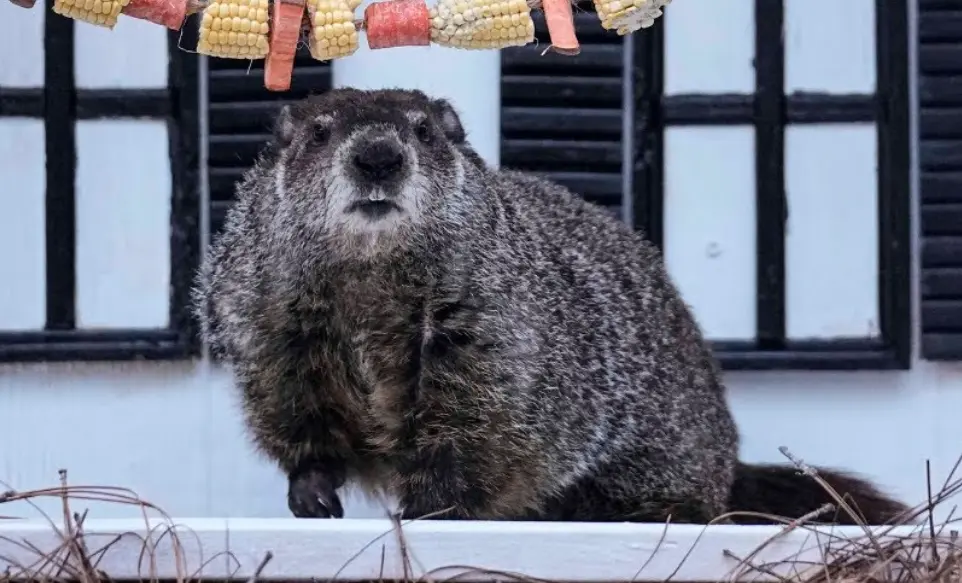 It's Groundhog Day!  Furry forecasting friends make predictions Monday morning